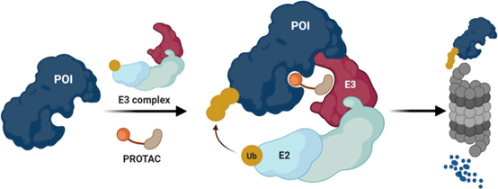 Fig. 1 E2